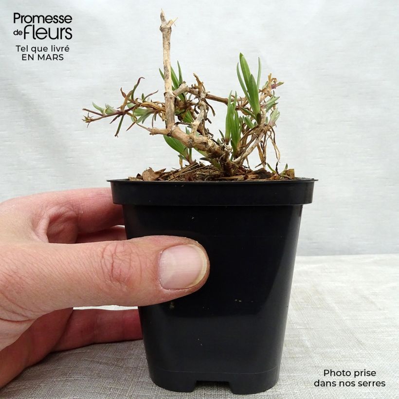 Spécimen de Gypsophile Festival Pink Godet de 8/9 cm tel que livré au printemps