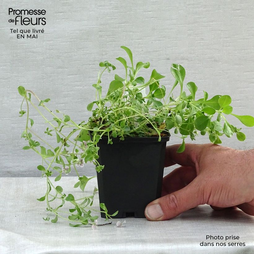 Example of Gypsophile en coussin - Gypsophila cerastioides Godet de 8/9 cm as you get in printemps