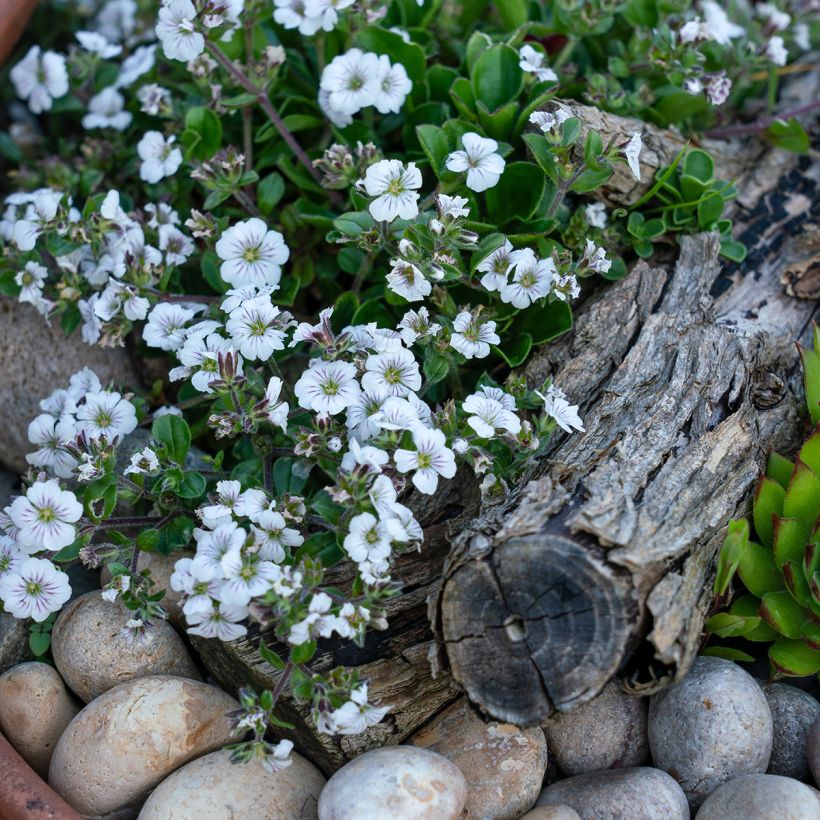 Gypsophile en coussin - Gypsophila cerastioides (Plant habit)