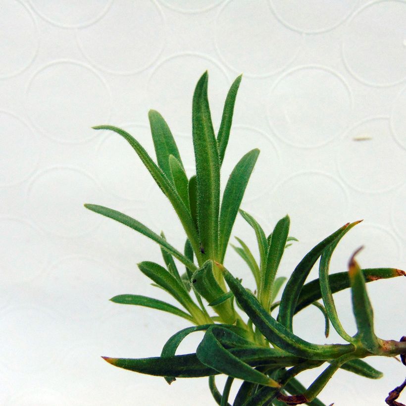 Gypsophile hybride White Festival (Foliage)