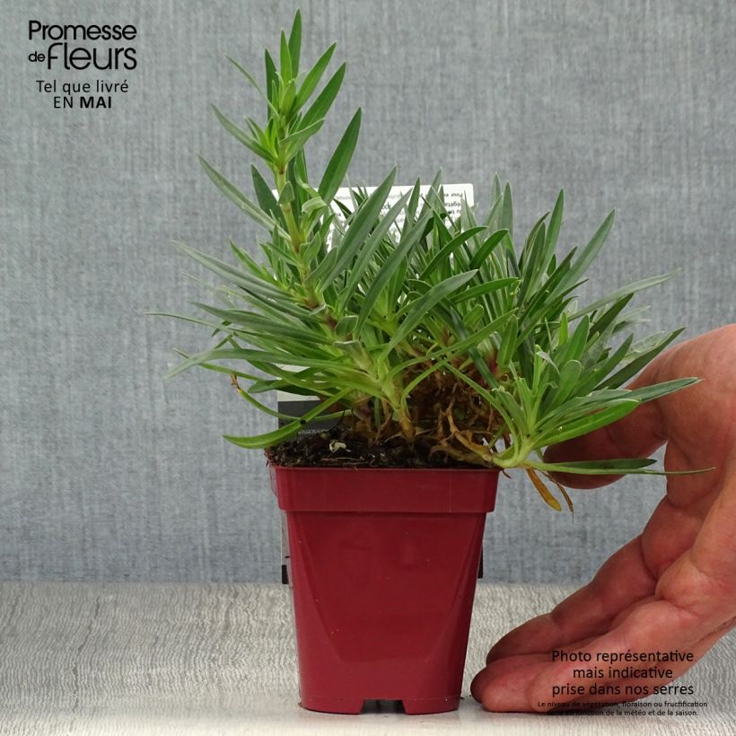 Example of Gypsophile hybride White Festival Godet de 8/9 cm as you get in printemps