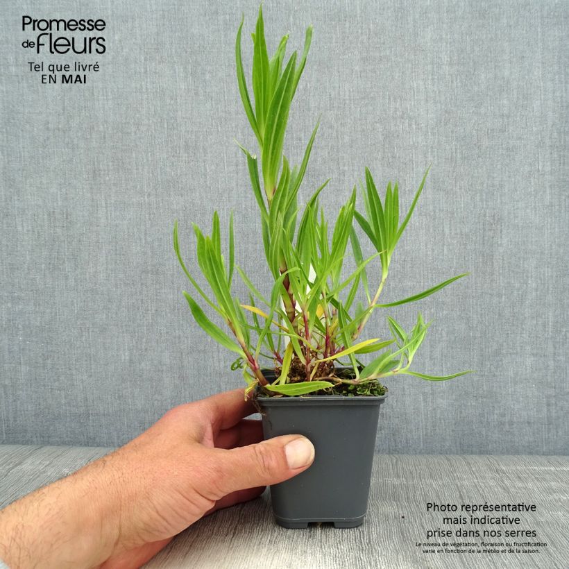 Example of Gypsophile pacifica Godet de 8/9 cm as you get in printemps