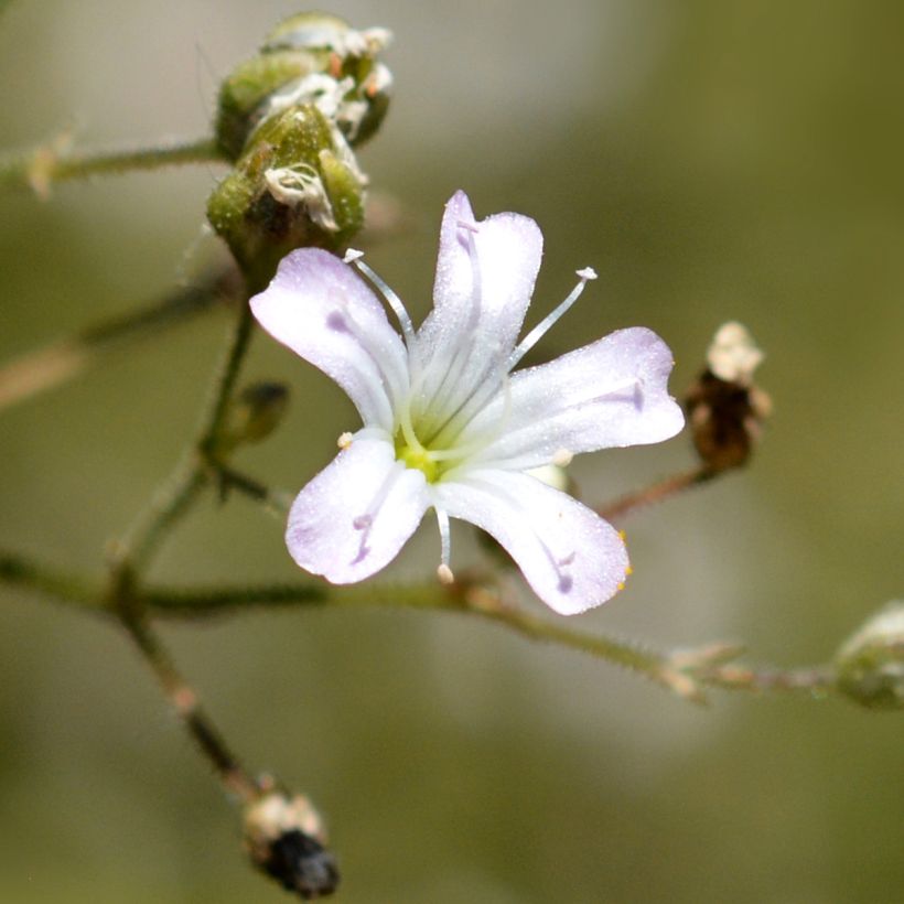 Gypsophile pacifica (Flowering)