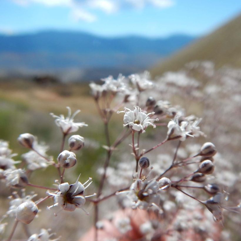 Gypsophile paniculata (Flowering)