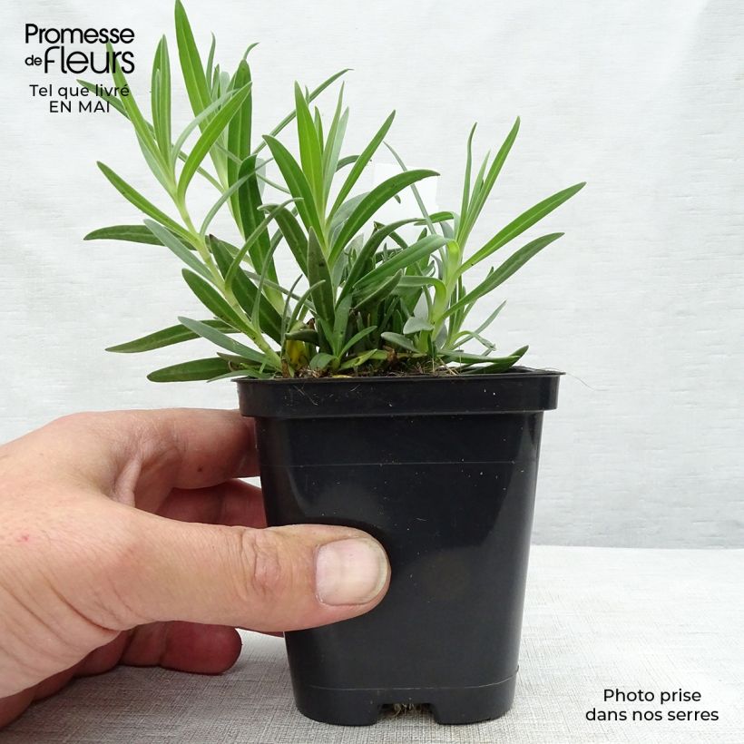 Example of Gypsophile paniculata Godet de 8/9 cm as you get in printemps