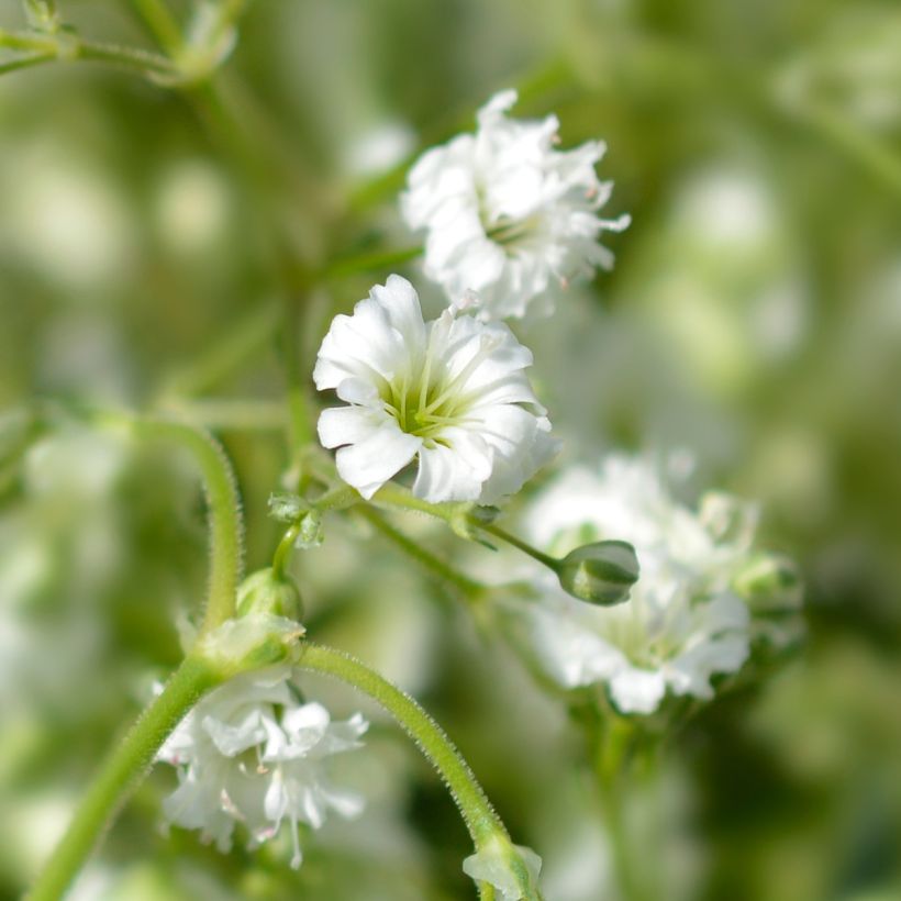 Gypsophile paniculé Snow Flake - Gypsophila paniculata (Flowering)