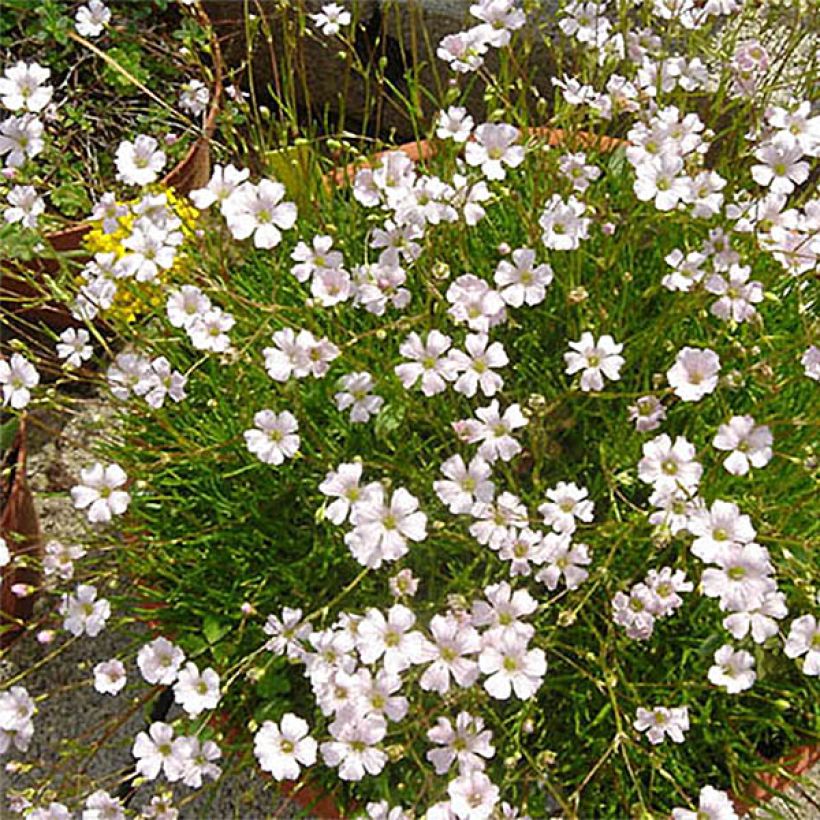 Gypsophile tenuifolia - Gypsophile à petites feuilles (Flowering)