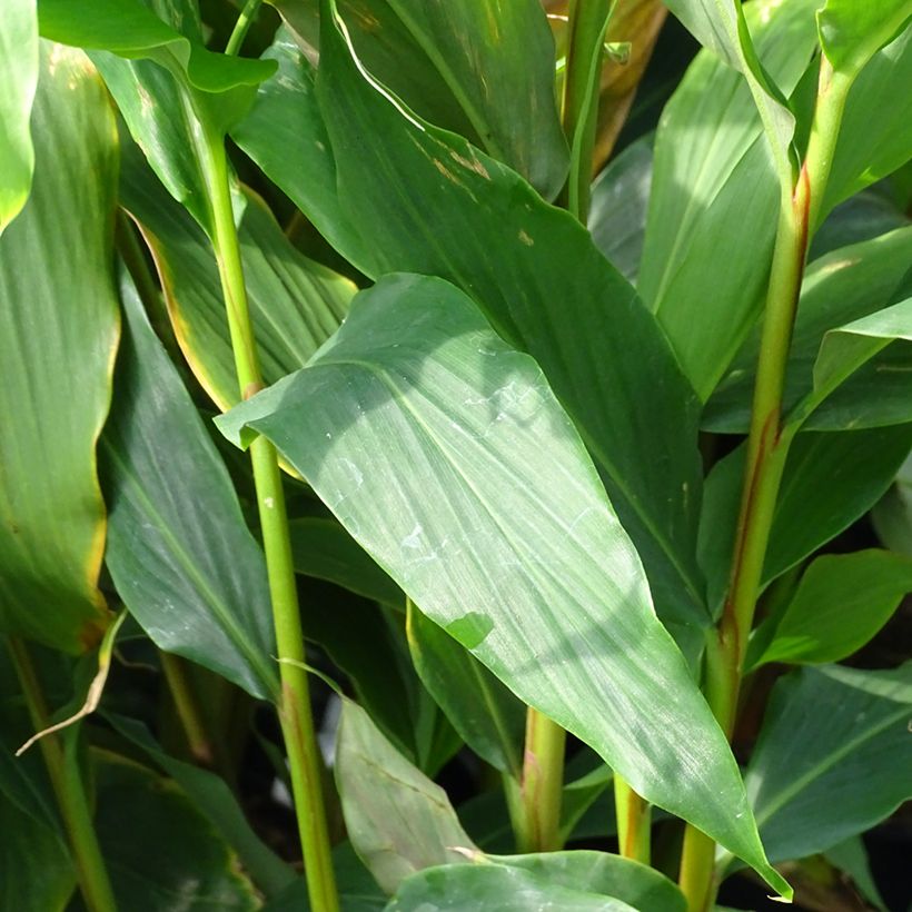 Hedychium densiflorum Assam Orange - Gingembre d'ornement   (Feuillage)