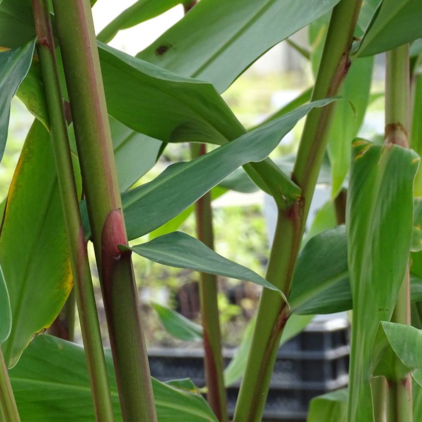 Hedychium Elizabeth - Gingembre d'ornement (Foliage)