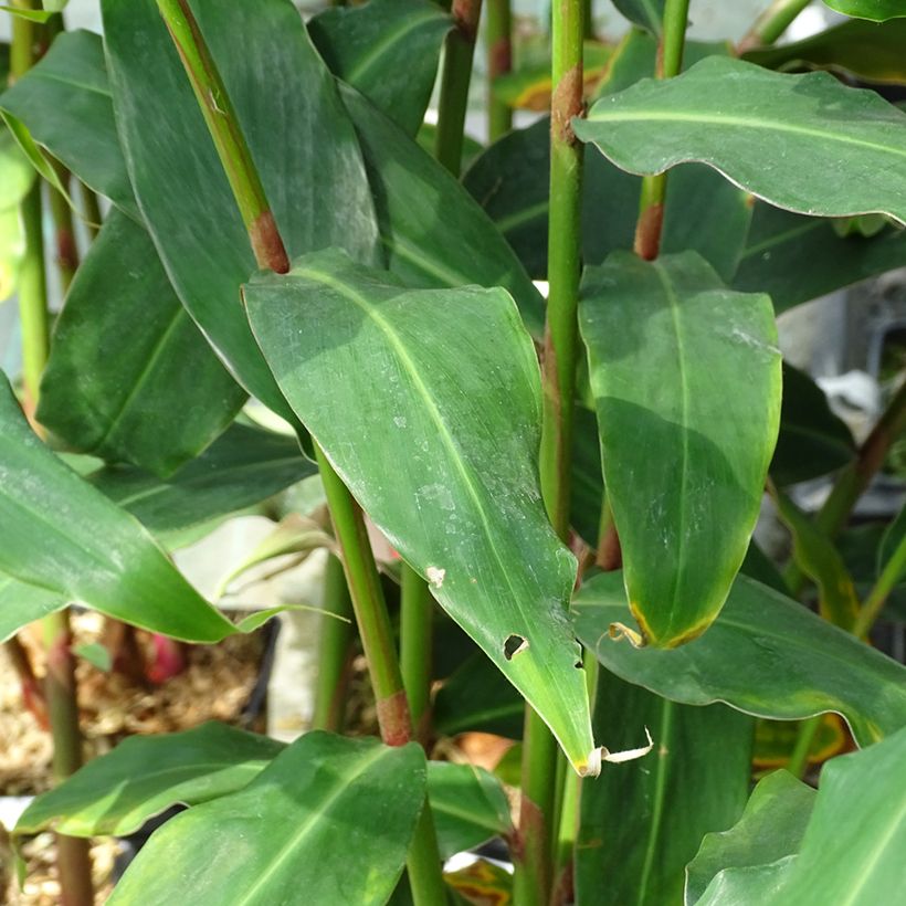 Hedychium rubrum (deceptum) - Gingembre d'ornement (Foliage)