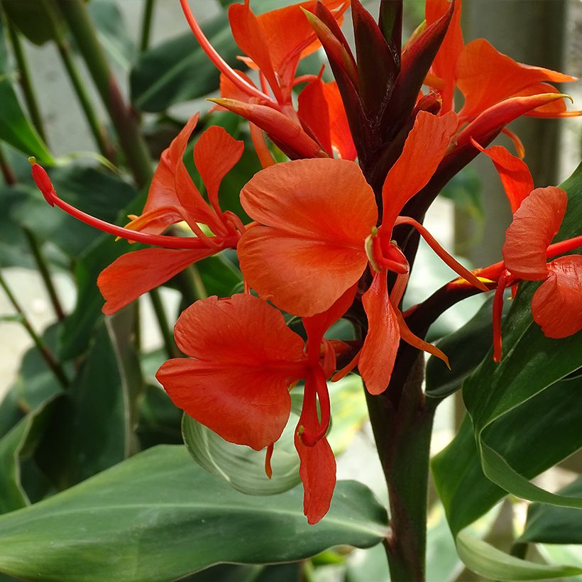 Hedychium rubrum (deceptum) - Gingembre d'ornement (Flowering)