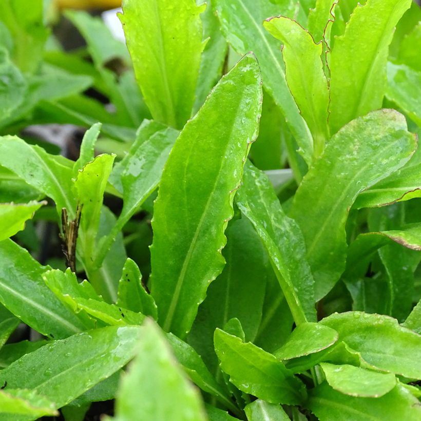 Helenium Okra Sundae - Hélénie (Foliage)