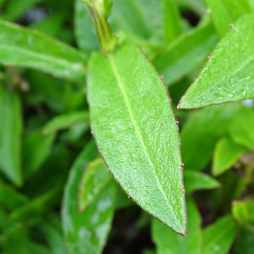 Helenium Strawberry Sundae - Hélénie (Feuillage)