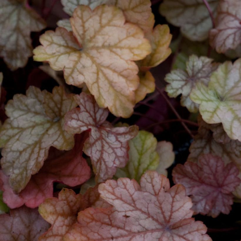 Heuchère - Heuchera Vienna (Foliage)