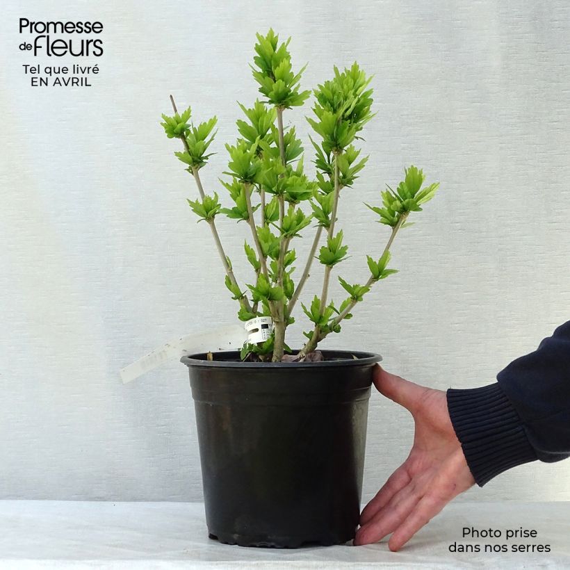 Example of HIbiscus Russian Violet (II) - Althea rose violacé Pot de 3L/4L as you get in printemps