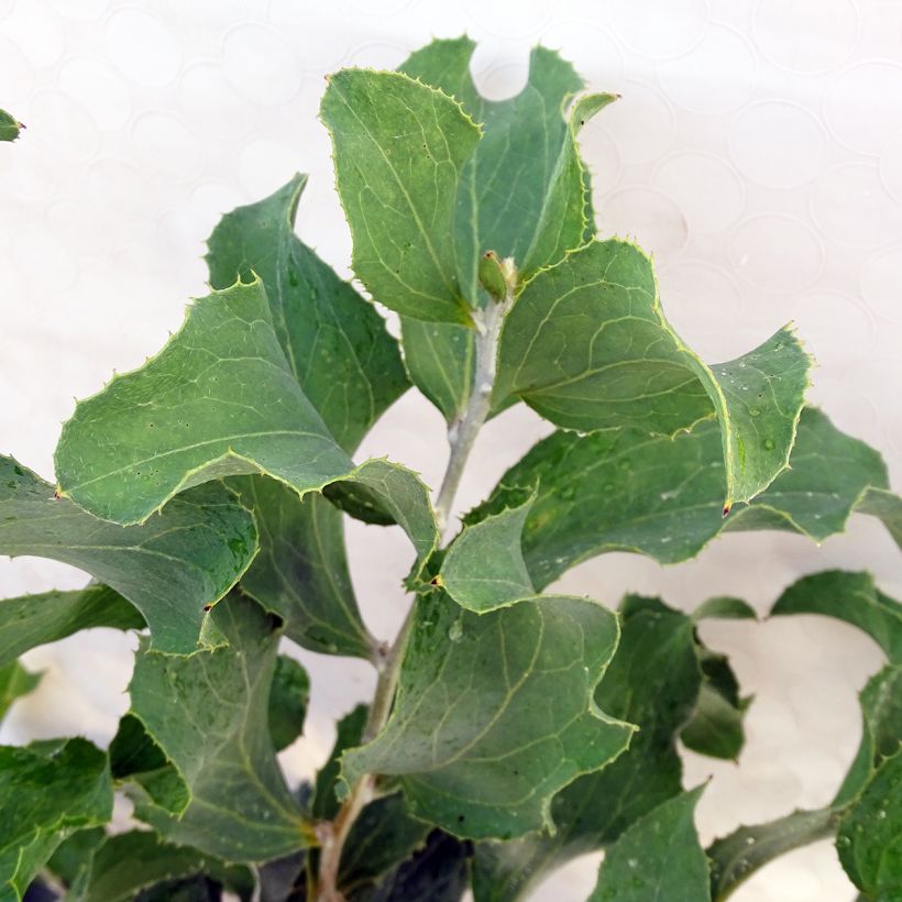 Hakea victoria - Hakea royal (Foliage)