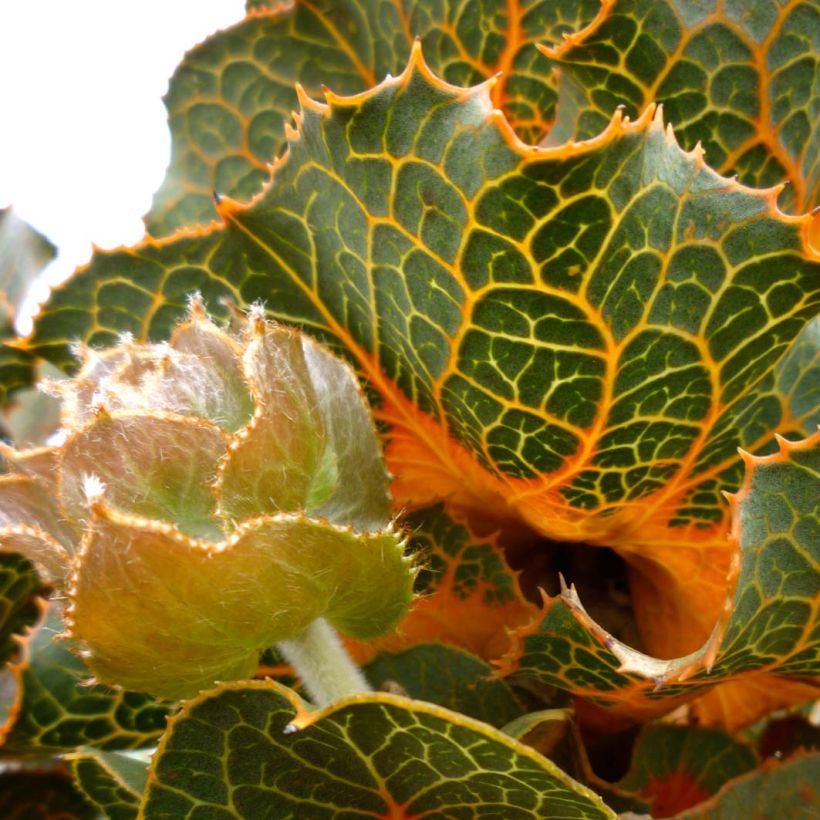 Hakea victoria - Hakea royal (Flowering)