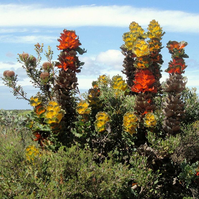 Hakea victoria - Hakea royal (Plant habit)