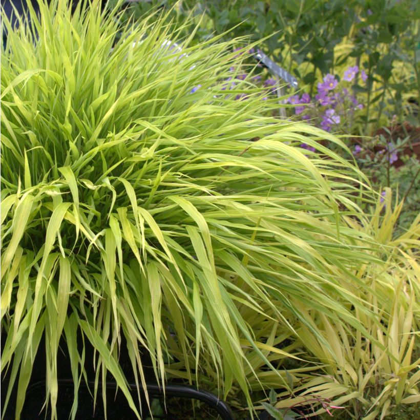 Herbe du Japon - Hakonechloa macra All Gold (Plant habit)