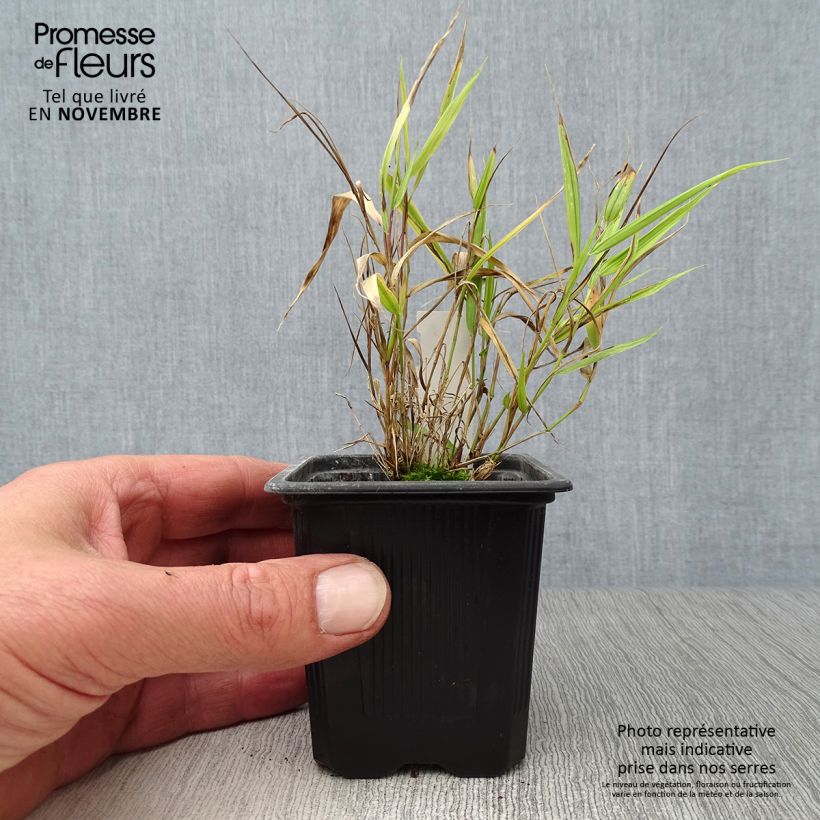 Spécimen de Herbe du Japon - Hakonechloa macra Aureola Godet de 7/8 cm tel que livré en automne
