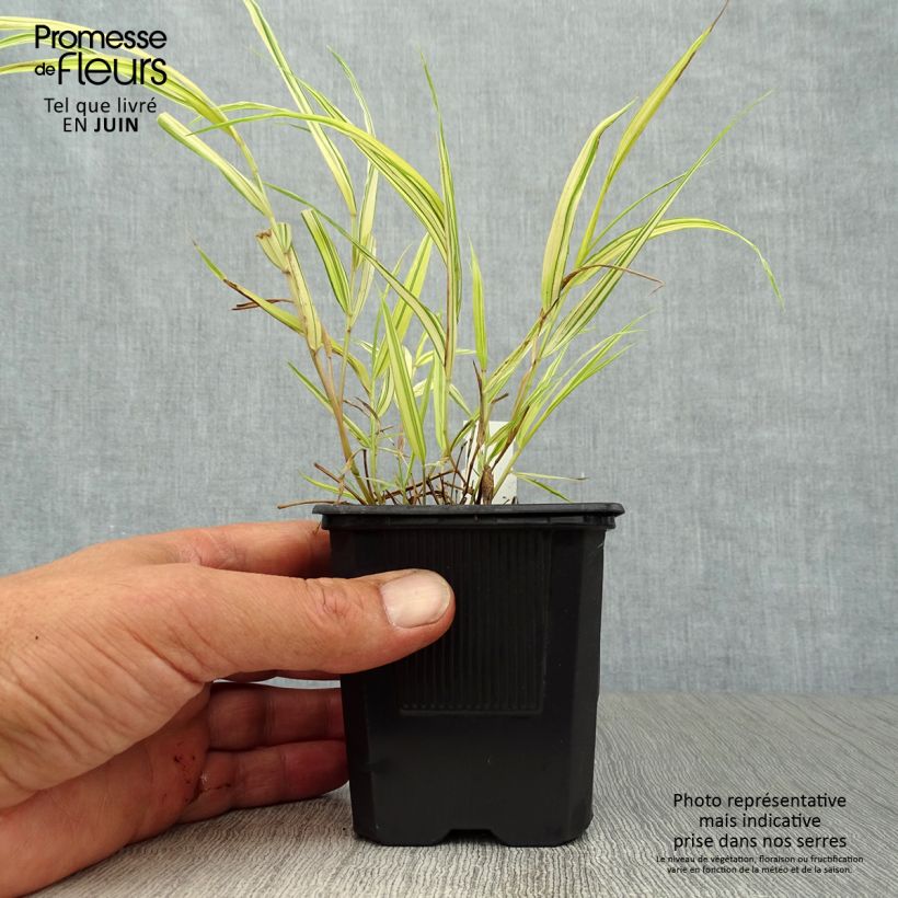 Spécimen de Herbe du Japon - Hakonechloa macra Aureola Godet de 7/8 cm tel que livré en été