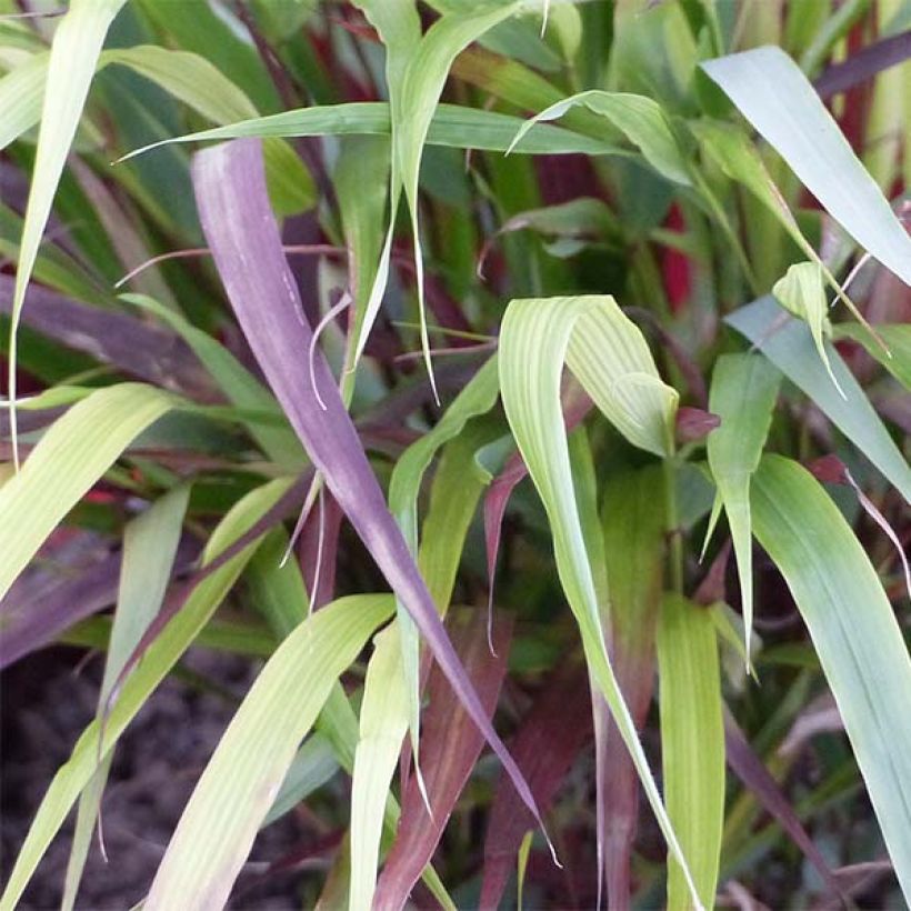 Hakonechloa macra Beni-Kaze - Herbe du Japon (Foliage)