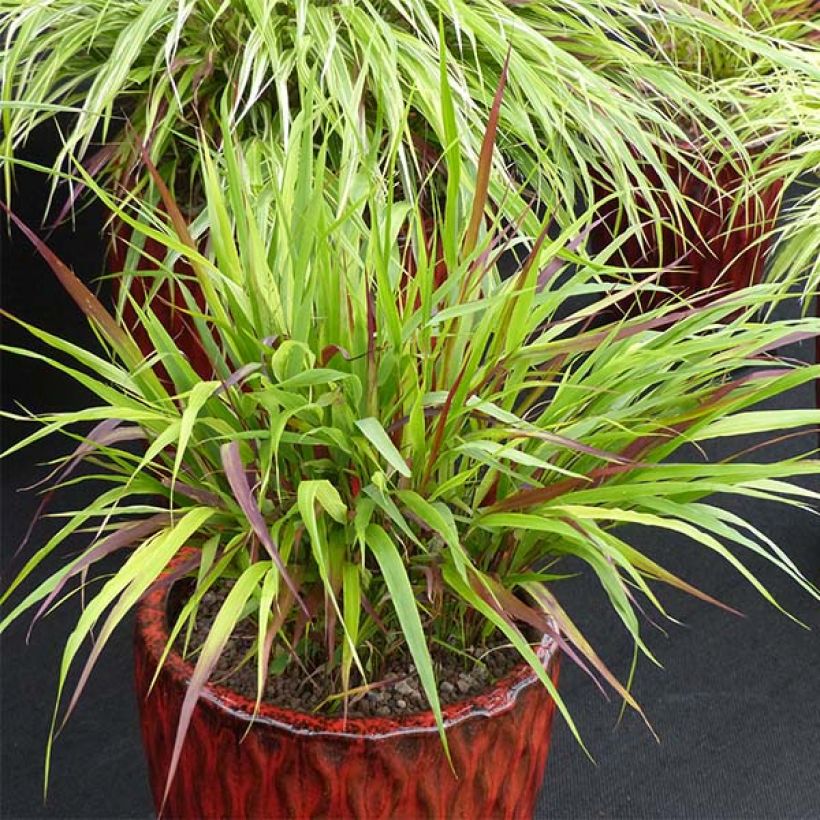 Hakonechloa macra Beni-Kaze - Herbe du Japon (Plant habit)