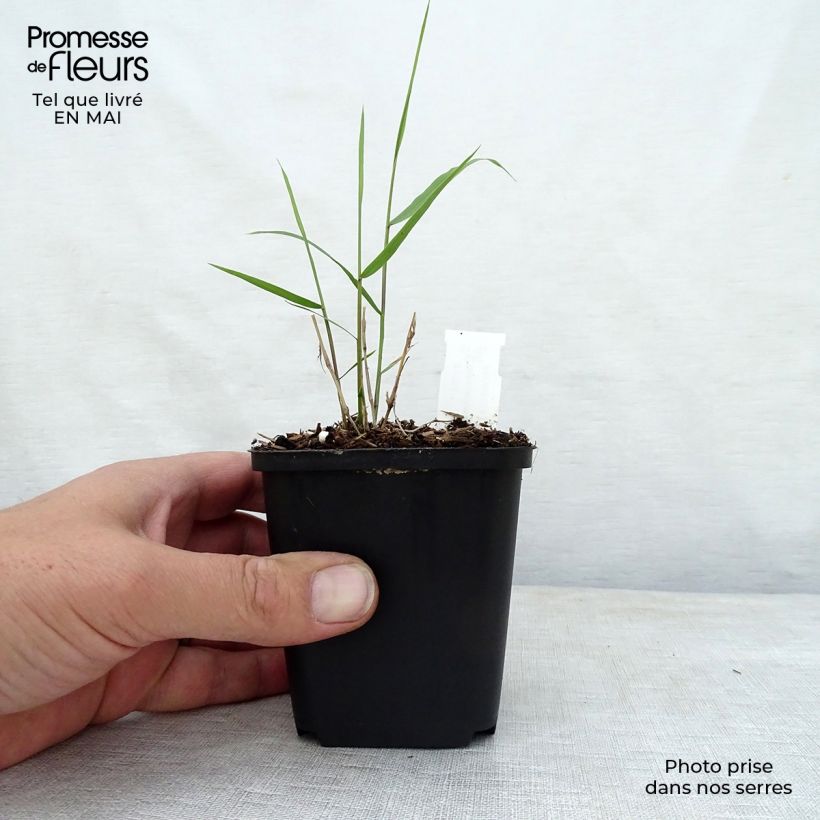 Example of Hakonechloa macra Beni-Kaze - Herbe du Japon Godet de 8/9 cm as you get in printemps