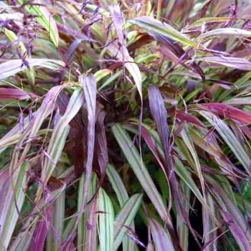 Herbe du Japon - Hakonechloa macra Naomi (Foliage)