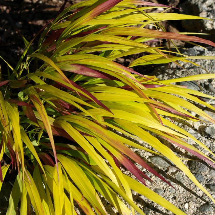 Hakonechloa macra Sunflare - Herbe du Japon (Foliage)