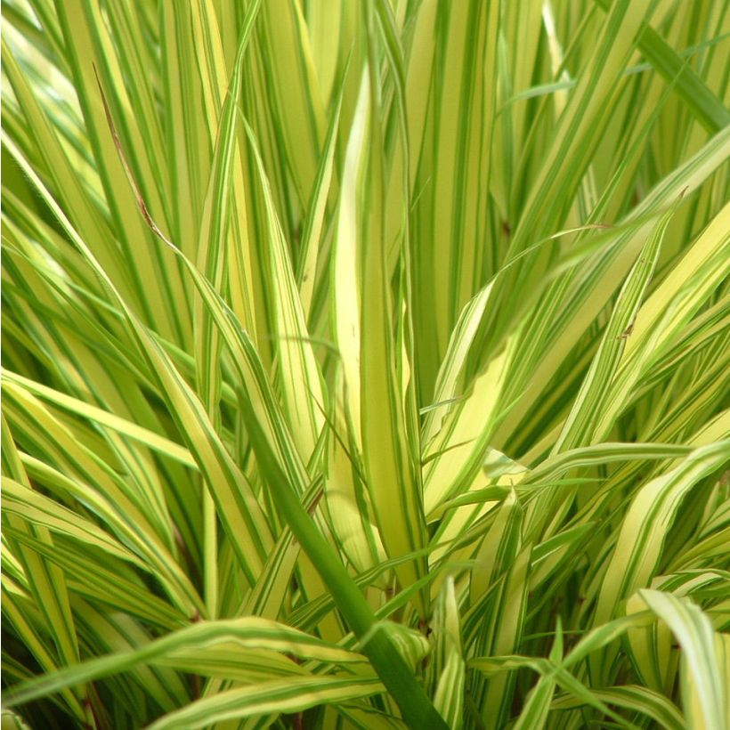 Herbe du Japon - Hakonechloa macra Aureola (Foliage)