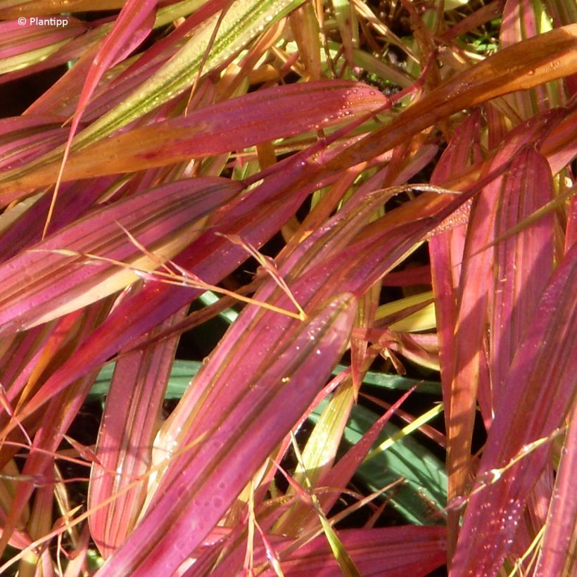 Herbe du Japon - Hakonechloa macra Mulled Wine (Foliage)