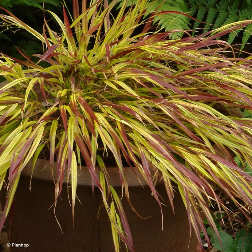 Herbe du Japon - Hakonechloa macra Mulled Wine (Plant habit)
