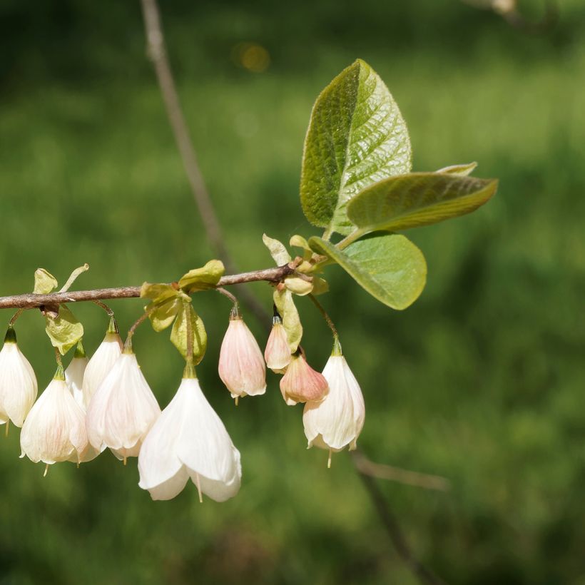Halesia carolina var. monticola - Arbre aux cloches d'argent (Floraison)