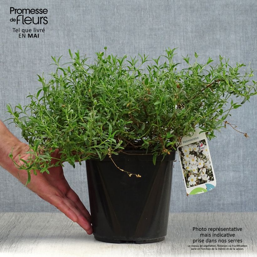 Example of Halimiocistus sahucii - Halimiociste de Sahuc Pot de 4L/5L as you get in printemps