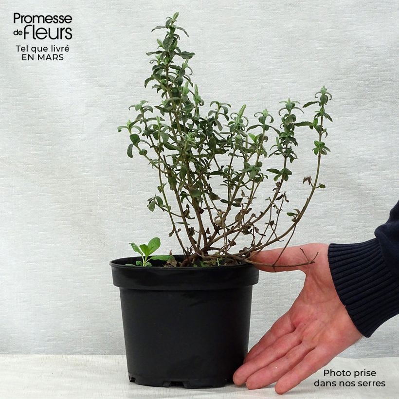 Example of Halimiocistus wintonensis Merrist Wood Cream Pot de 2L/3L as you get in printemps