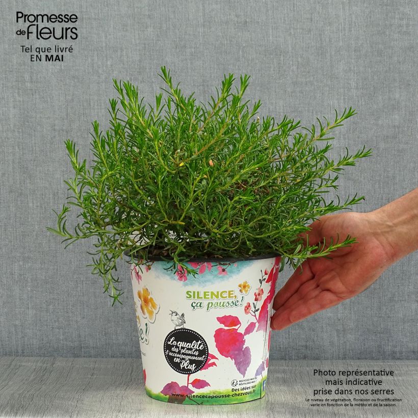 Example of Halimium commutatum - Faux-ciste jaune Pot de 4L/5L as you get in printemps