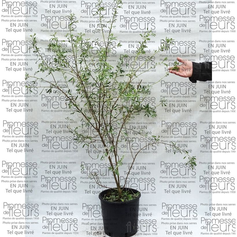 Exemple de spécimen de Halimodendron halodendron - Caragana argenté Pot de 12L/15L tel que livré