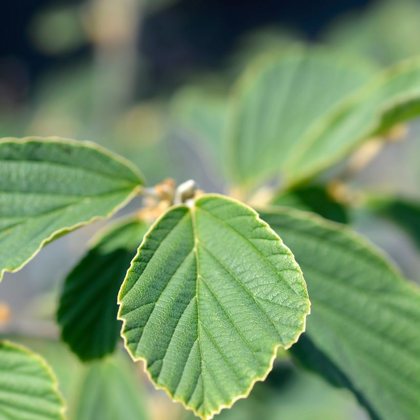 Hamamelis intermedia Arnold Promise - Noisetier de Sorcière (Foliage)