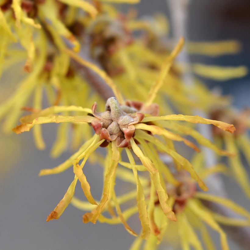 Hamamelis intermedia Arnold Promise - Noisetier de Sorcière (Flowering)