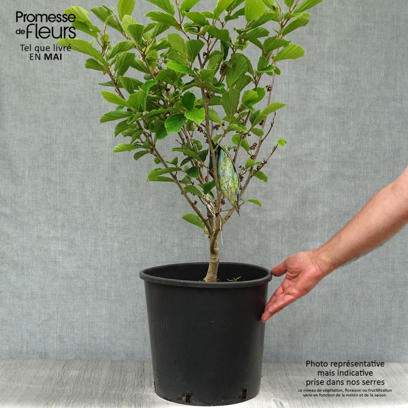 Example of Hamamelis intermedia Arnold Promise - Noisetier de Sorcière Pot de 18L/20L as you get in printemps
