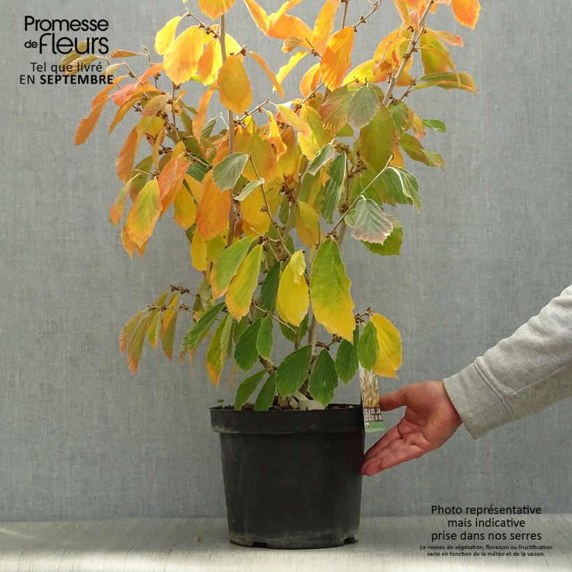Spécimen de Hamamelis intermedia Arnold Promise - Noisetier de Sorcière Pot de 3L/4L tel que livré en automne