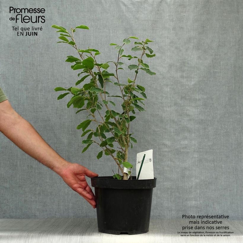 Spécimen de Hamamelis intermedia Arnold Promise - Noisetier de Sorcière Pot de 4L/5L tel que livré en été