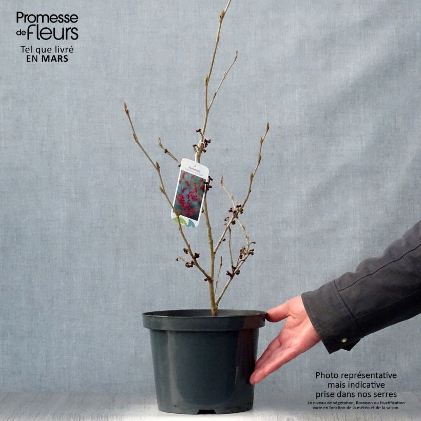 Example of Hamamelis intermedia Ruby Glow - Noisetier de sorcière Pot de 4L/5L as you get in printemps