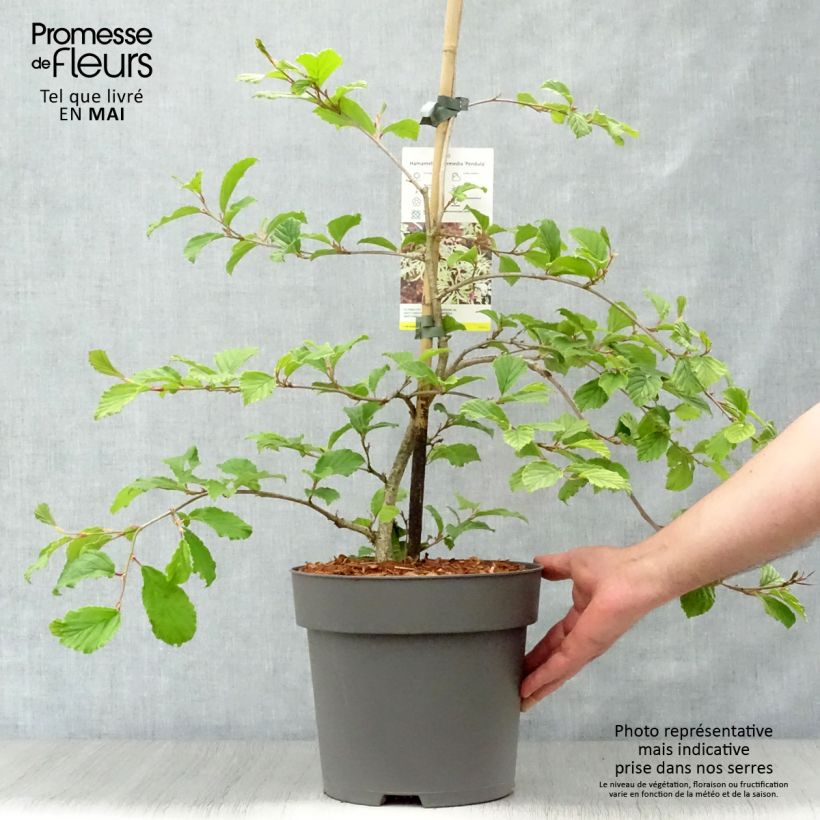Example of Hamamelis japonica Pendula - Hamamelis pleureur Pot de 6L/7L as you get in printemps