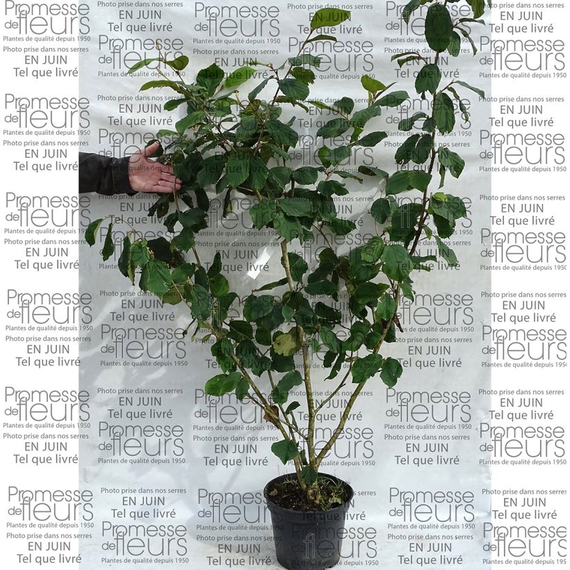 Example of Noisetier des sorcières - Hamamelis mollis Pallida Pot de 7,5L/10L as you get