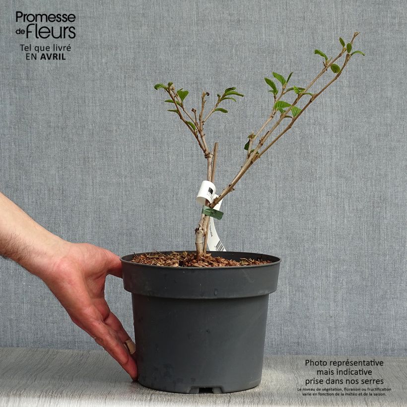 Example of Hamamelis (x) intermedia Aphrodite - Noisetier de sorcière Pot de 3L/4L as you get in printemps