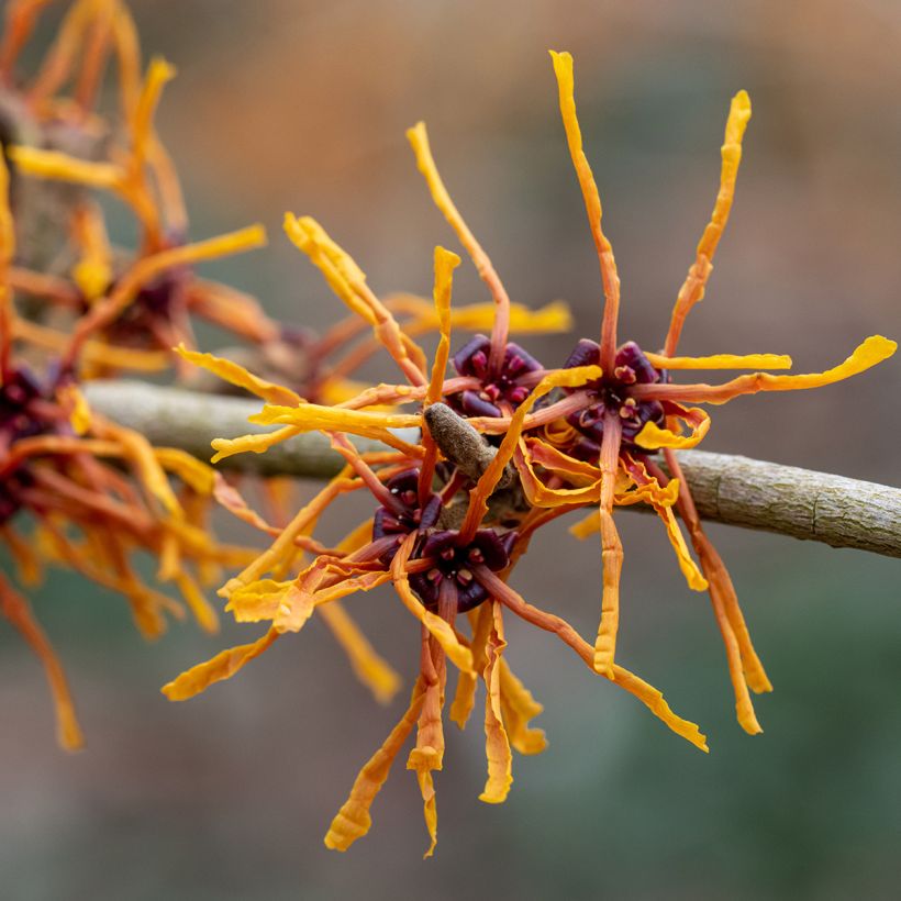 Hamamelis (x) intermedia Aphrodite - Noisetier de sorcière (Flowering)