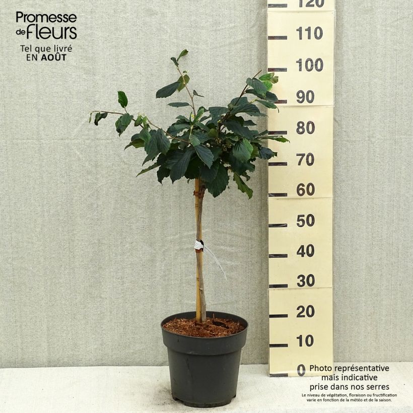 Spécimen de Hamamelis (x) intermedia Rubin - Noisetier de sorcière  Pot de 7,5L/10L, Tige, Tige de 60 cm tel que livré en été