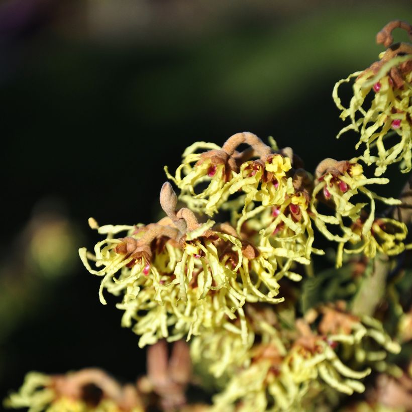 Hamamelis (x) intermedia Westerstede - Noisetier de sorcière (Flowering)